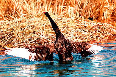 《星球大战绝地》游戏的主角起初不是绝地武士